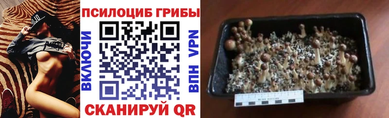 Галлюциногенные грибы MAGIC MUSHROOMS Петровск-Забайкальский